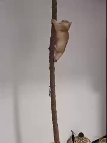 1ca38d32d941d0737faa128354f088fb24fdb7ff