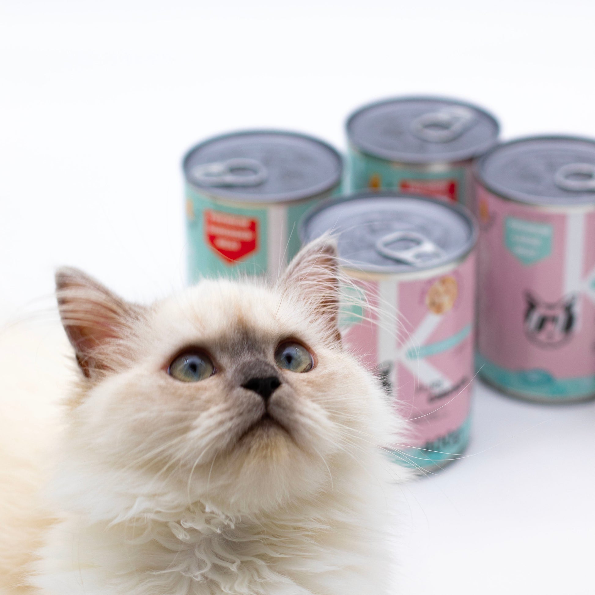 Chibby Delicious Wetfood - Kimbowny Petstore