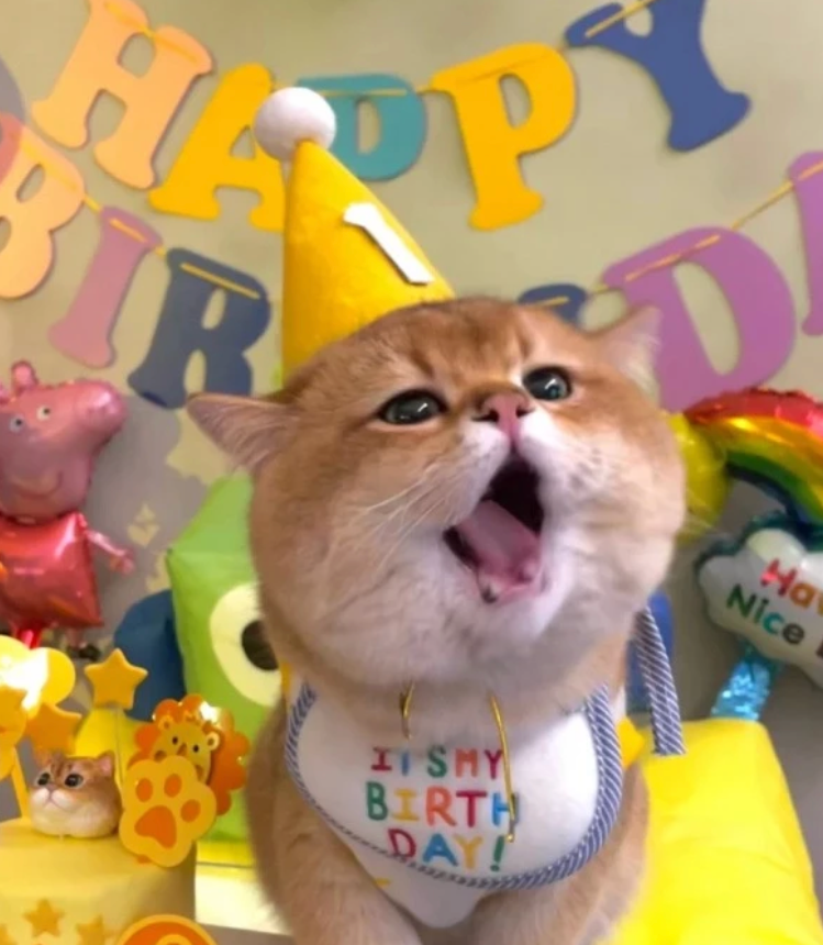 Pet Birthday Items - Kimbowny Petstore