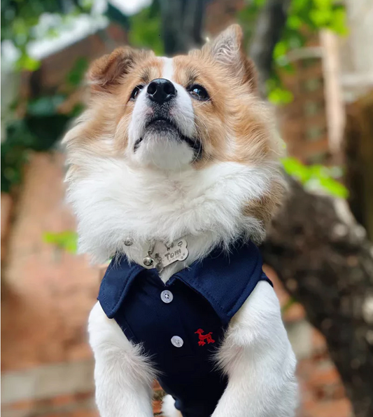 Pet Stylish Polo Shirts - Kimbowny Petstore