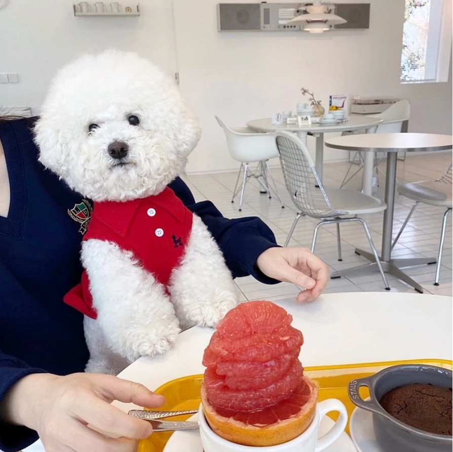 Pet Stylish Polo Shirts - Kimbowny Petstore