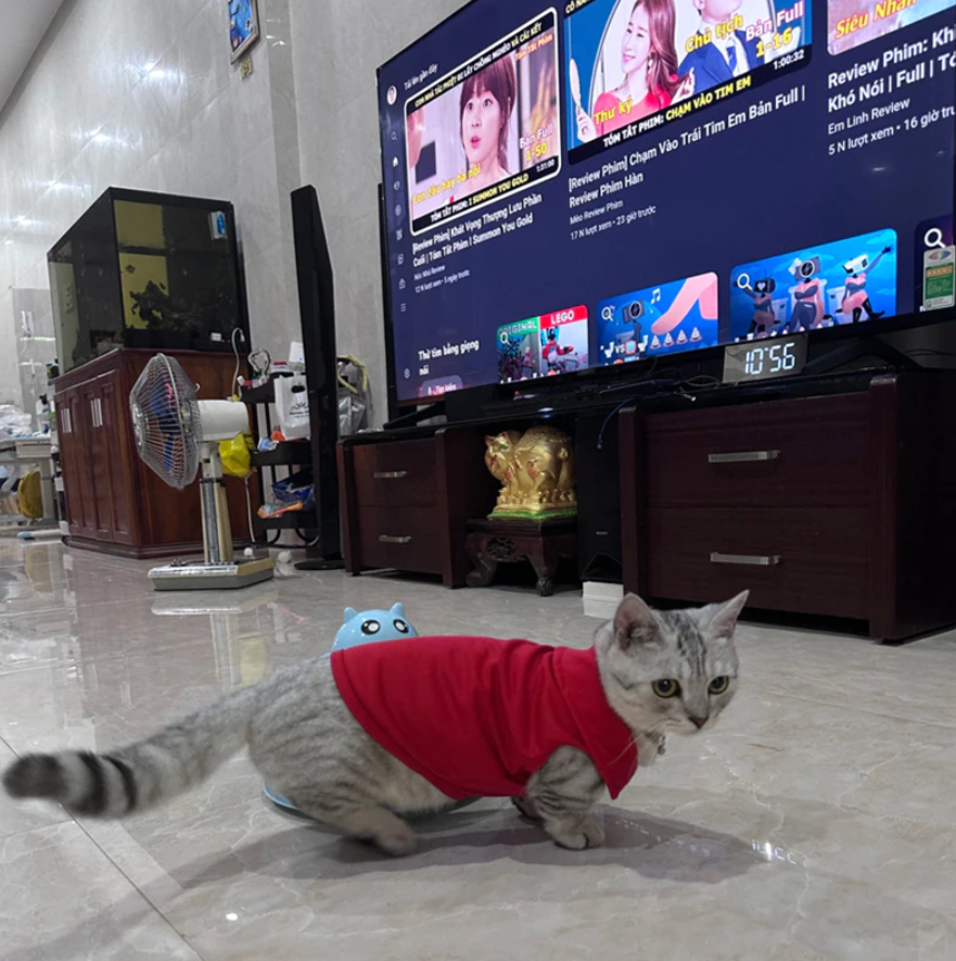 Pet Stylish Polo Shirts - Kimbowny Petstore