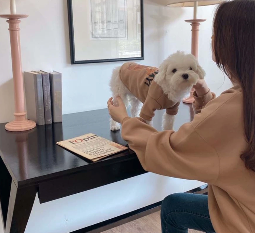 Teddy bear Pet Sweater - Kimbowny Petstore