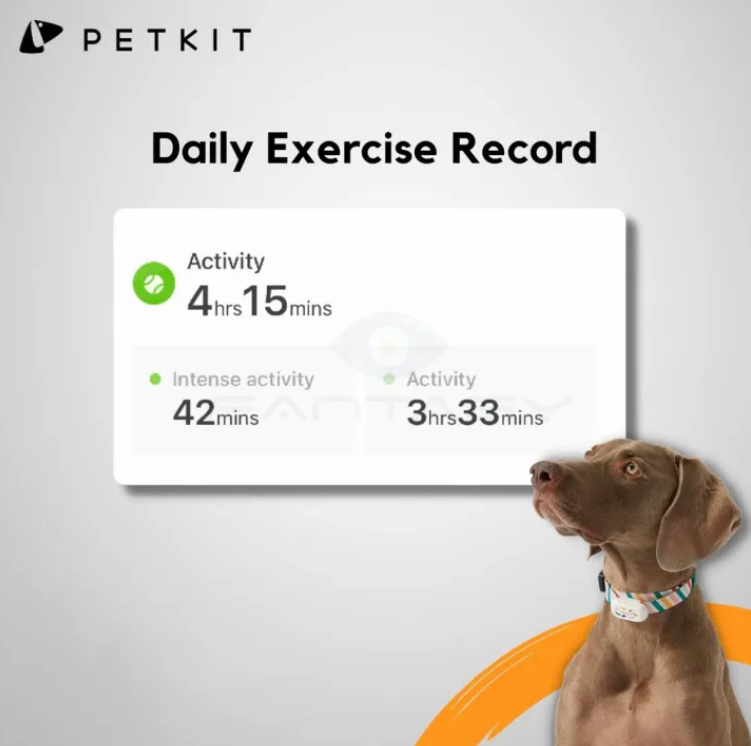 Smart Cat Collar - Kimbowny Petstore