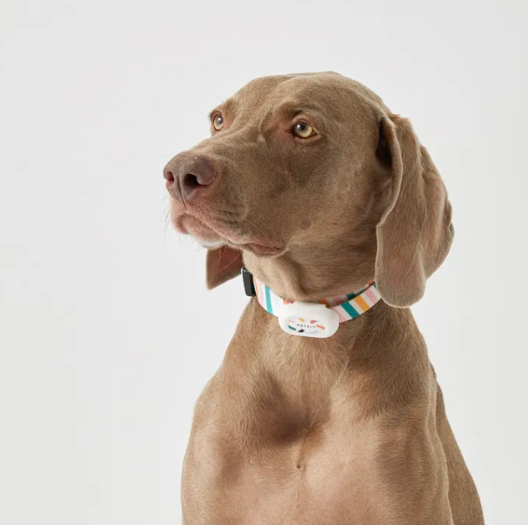 Smart Cat Collar - Kimbowny Petstore