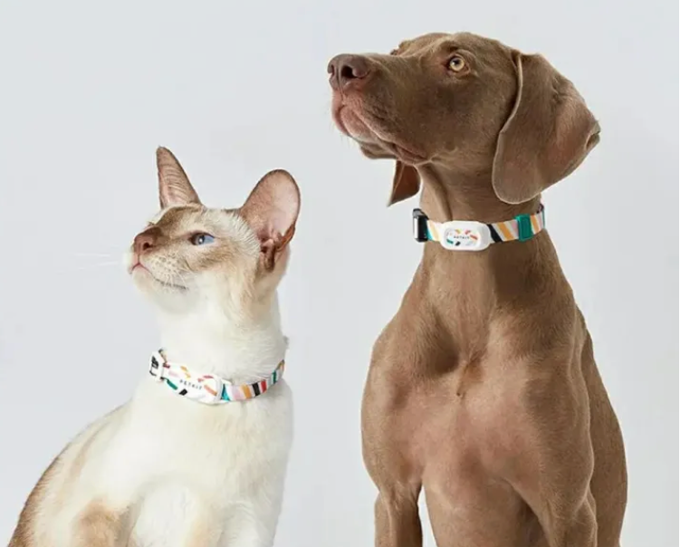 Smart Cat Collar – Kimbowny Petstore