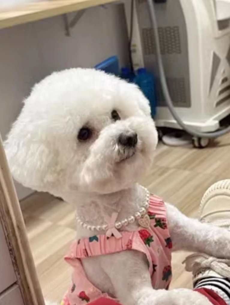 Elegant Pearl Pet Collar - Kimbowny Petstore