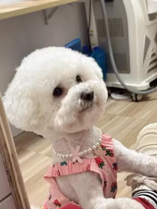 Elegant Pearl Pet Collar - Kimbowny Petstore