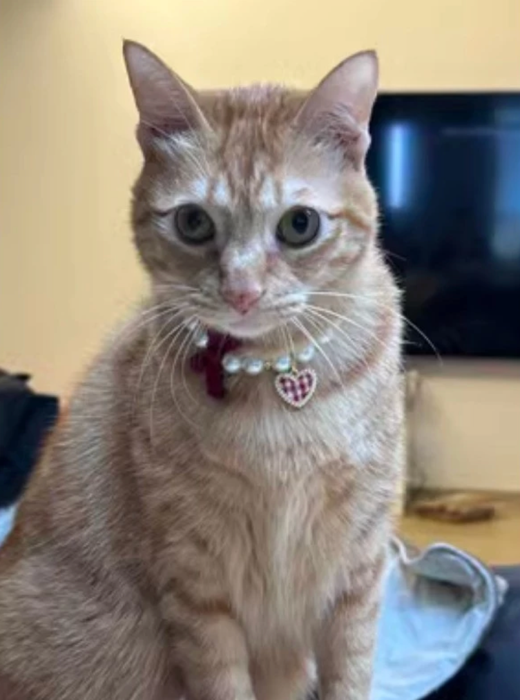 Elegant Pearl Pet Collar - Kimbowny Petstore