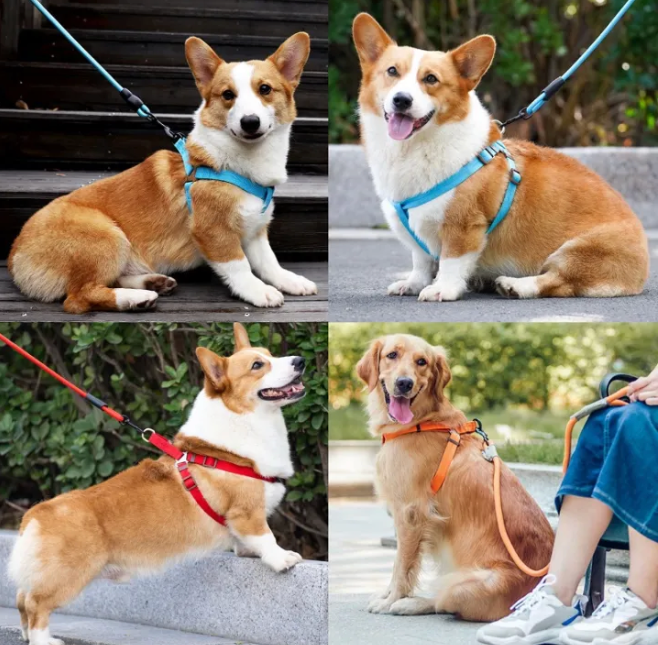 Dog Harness  Leash Set - Kimbowny Petstore