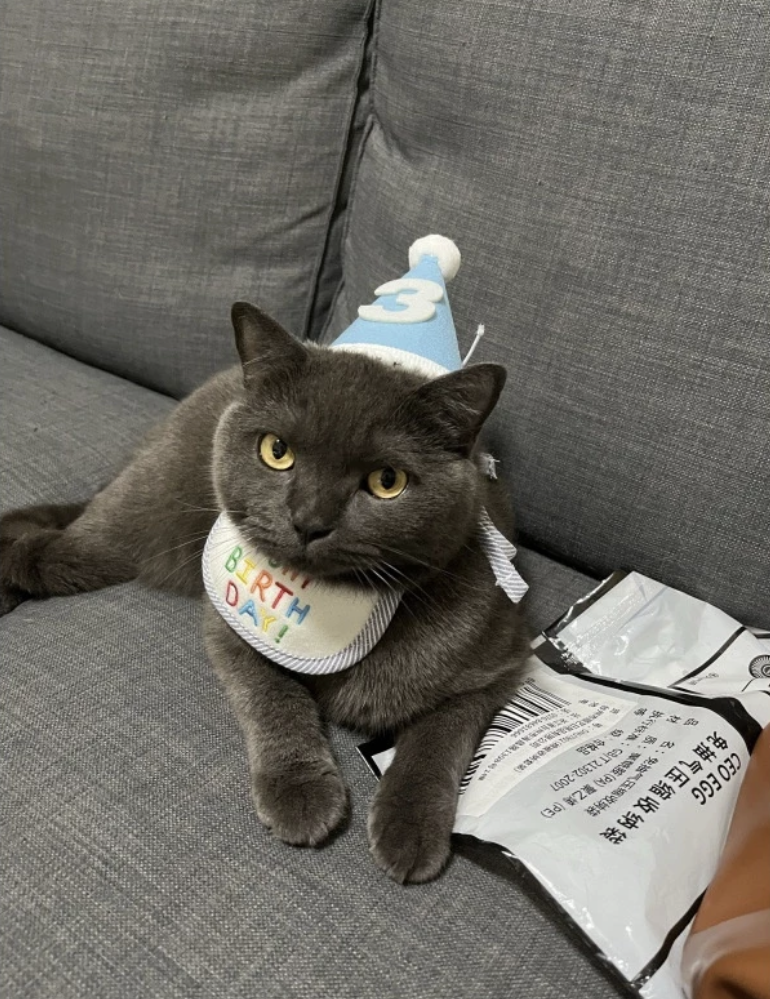 Pet Birthday Items - Kimbowny Petstore