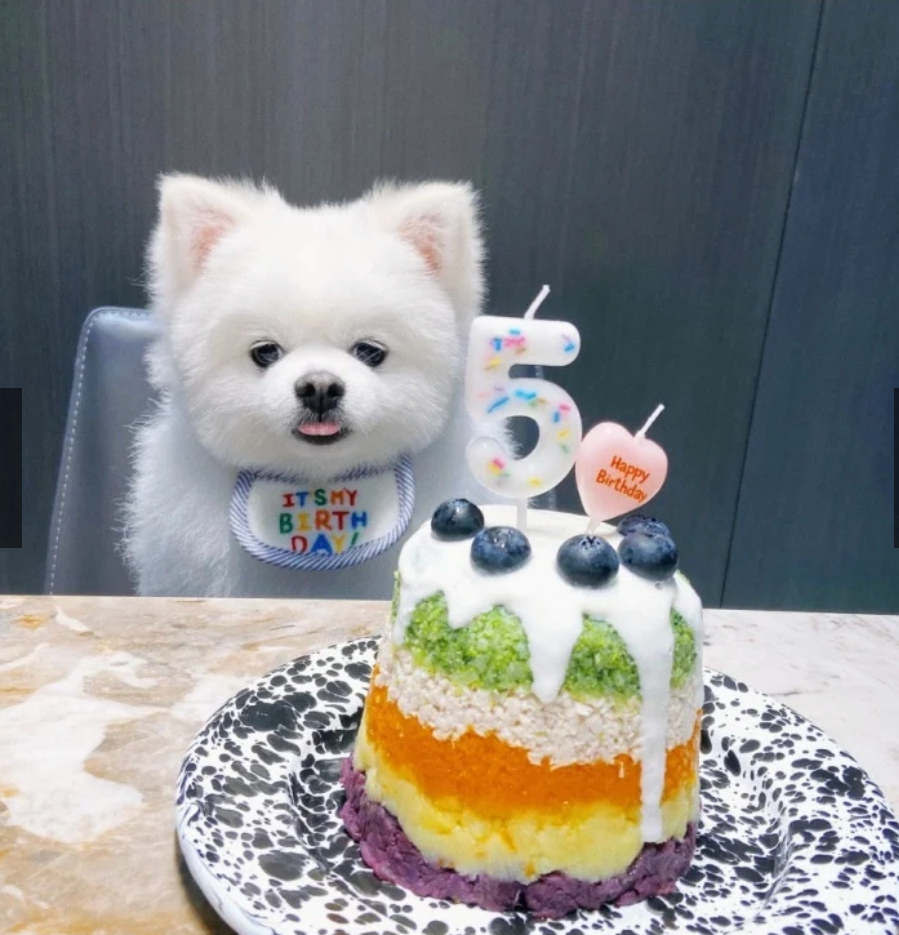 Pet Birthday Items - Kimbowny Petstore