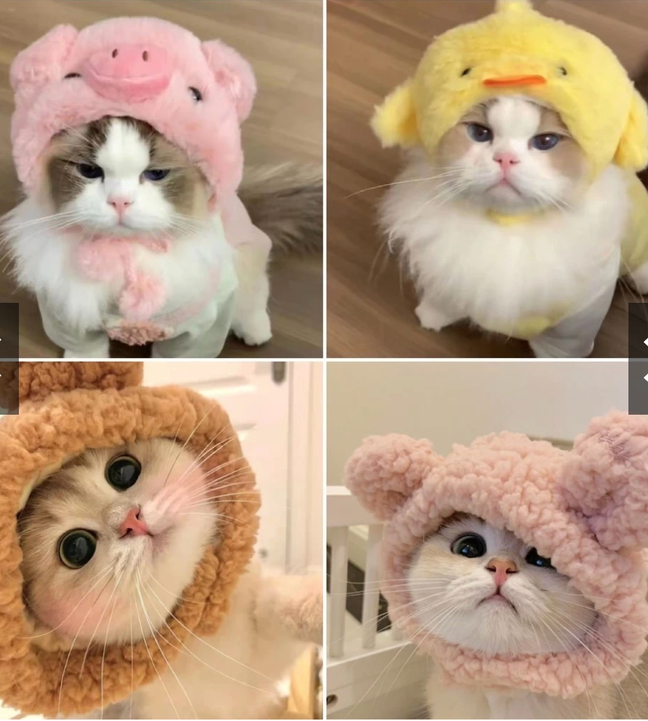 Funny Pet Cat Hat - Kimbowny Petstore