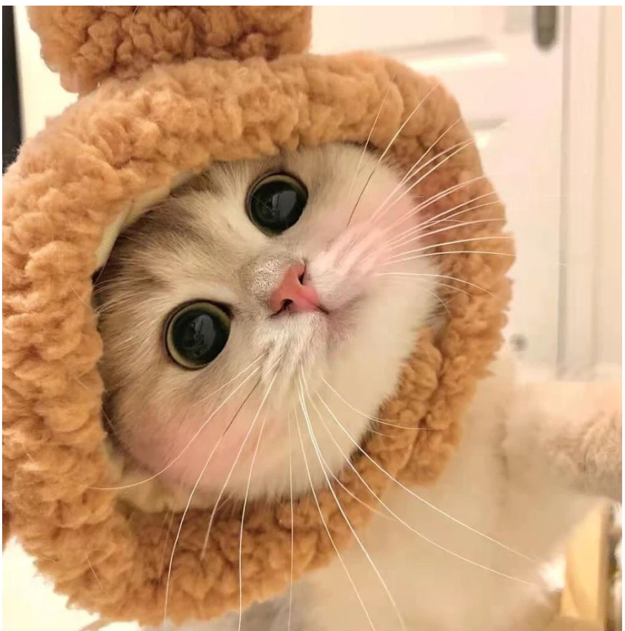 Funny Pet Cat Hat - Kimbowny Petstore