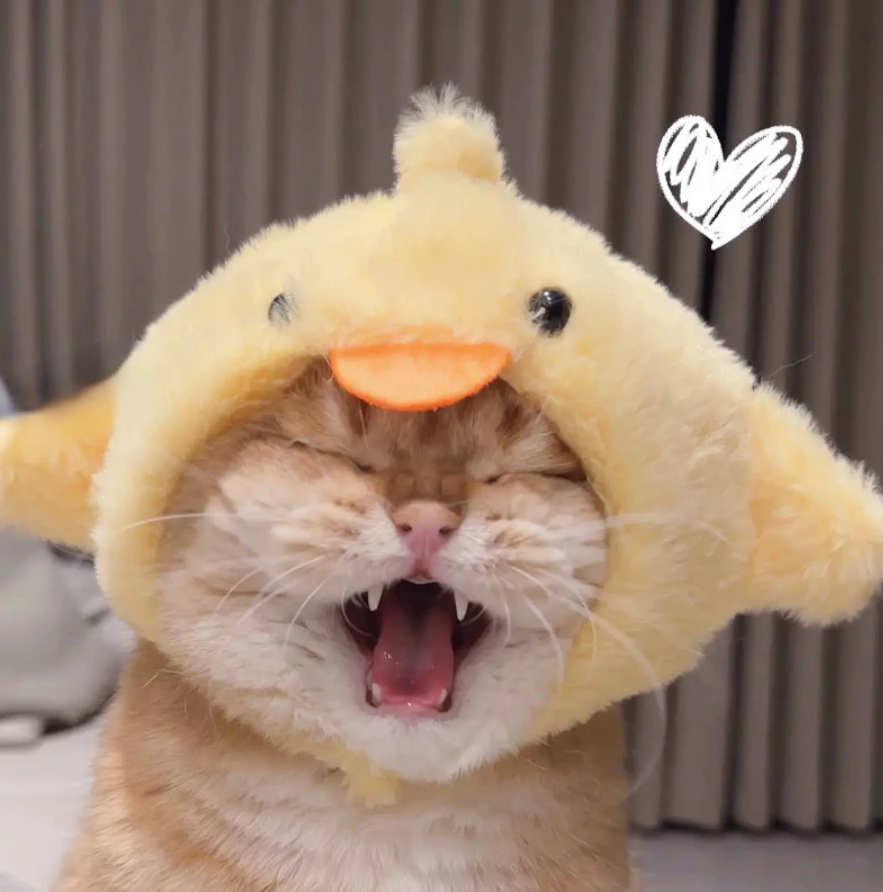 Funny Pet Cat Hat - Kimbowny Petstore