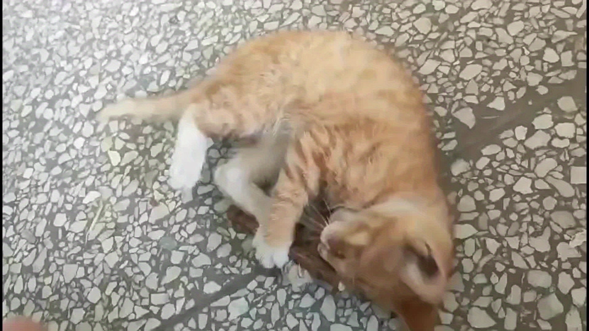 eaf0dea9826364785851e86231e430c86d59d66e