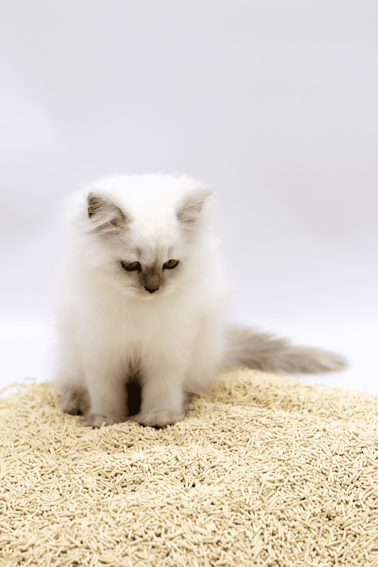 Athena Tofu Cat Litter - Kimbowny Petstore