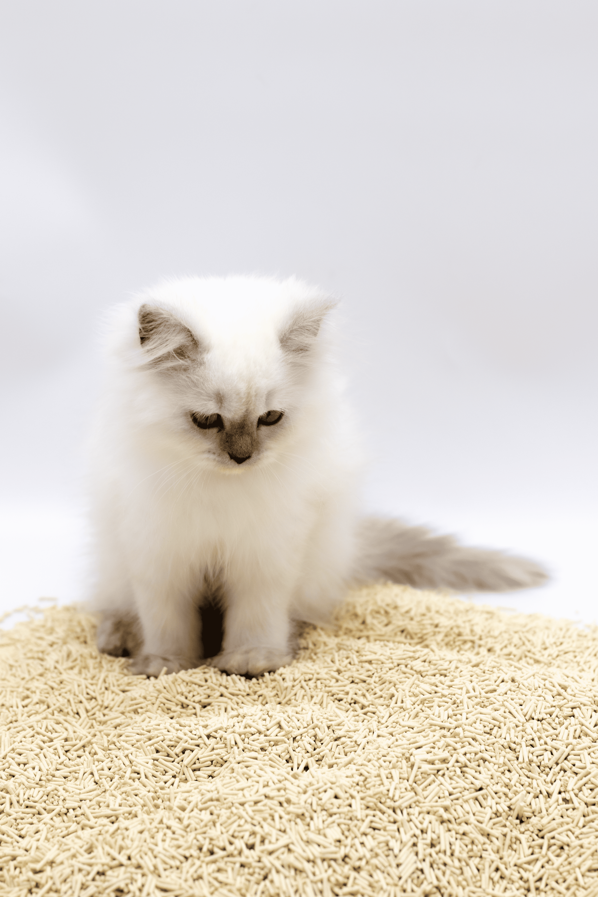 Athena Tofu Cat Litter - Kimbowny Petstore