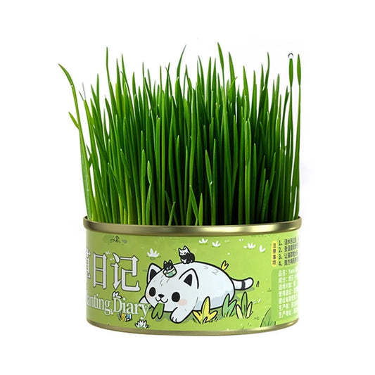 1 can of Organic Cat Grass Seeds Can Be Grown With Or Without Soil Cat Grass Treats seeds - Kimbowny Petstore