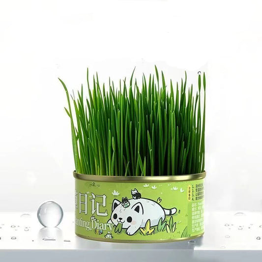 1 can of Organic Cat Grass Seeds Can Be Grown With Or Without Soil Cat Grass Treats seeds - Kimbowny Petstore