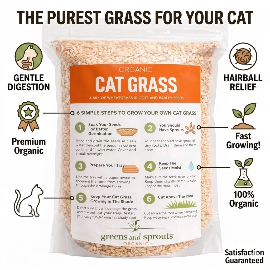 Organic Cat Grass Seeds 1Kg | High Germination Rate | Wheat Oat Barley - Kimbowny Petstore